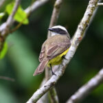 tyran sociable tyran sociable