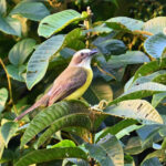 tyran à tête grise tyran à tête grise