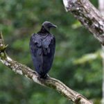 urubu noir urubu noir