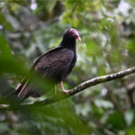 urubu à tête rouge urubu à tête rouge