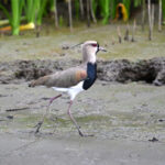 vanneau téro vanneau téro